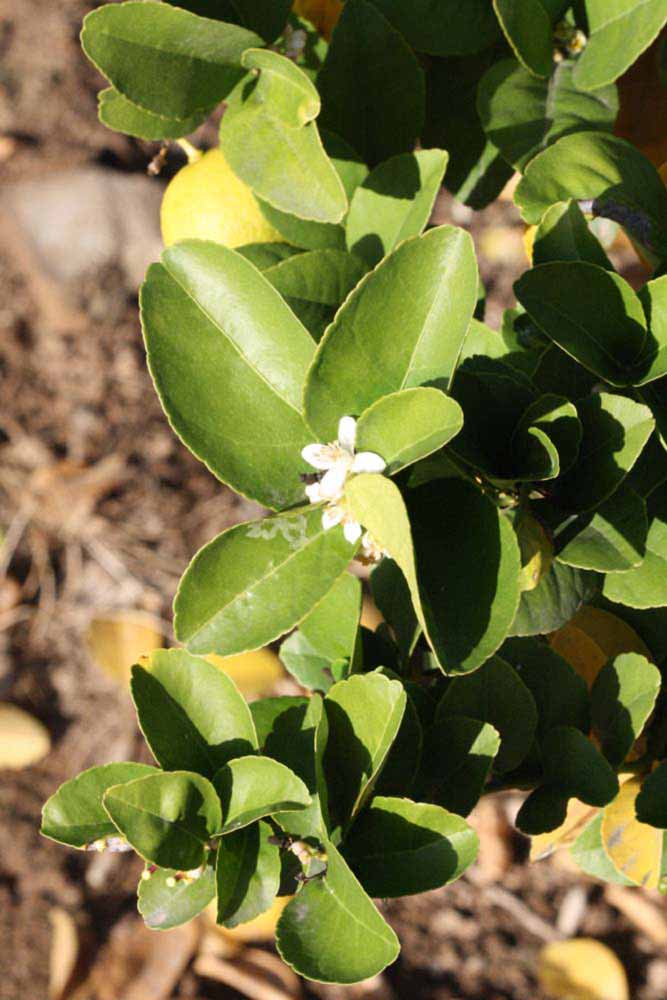            Sun leaves (Thornless Mexican lime, Riverside, CA)   